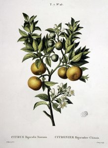 Citromfa kínai bigaradier - a „” New Duhamelben vagy a Franciaországban termesztett fákról és cserjékről szóló értekezésben”, P. J. Redouté és P. Bessa rajzai, Párizs