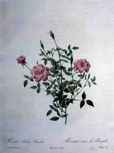 Rosa indica pumila (törpe bengáli rózsa), Chapuy gravírozása a „Les Roses”-ból