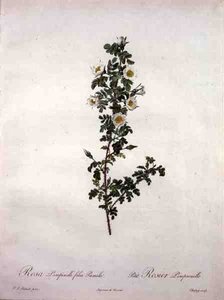 Rosa pimpinelli folia pumila (törpe skót rózsa), Chapuy metszet, a „Les Roses”-ból
