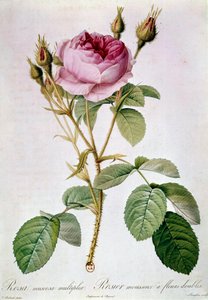 Rose Planche, Pierre Joseph Redoute (1759-1840) 1817 Párizs, B.N.