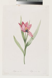 Tulipán Oeil De Soleil alkotó: Pierre Joseph (after) Redoute