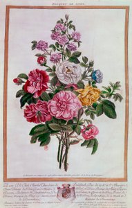 Csokor rózsa Pierre Joseph Buchoz litográfiája (1731-1807) 18. századi Párizs, B.N. alkotó: Pierre Joseph Buchoz
