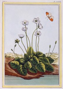Parnasszuszi füvek Parnasszuszi füvek, kocsma. 1776. alkotó: Pierre Joseph Buchoz