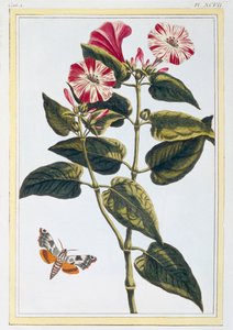 La Belle de Nuit Morning Glory, pub. 1776. alkotó: Pierre Joseph Buchoz