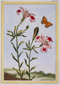 Az inkák foltos virága Perui liliom, kocsma. 1776. alkotó: Pierre Joseph Buchoz
