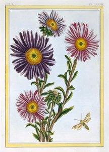 Marguerite Aster királynő, kocsma. 1776. alkotó: Pierre Joseph Buchoz