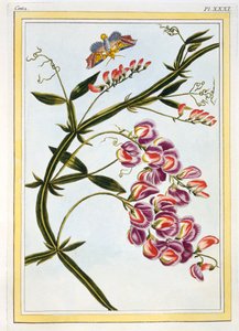 Le Grand Lathyre Everlasting Sweet Pea, pub. 1776. alkotó: Pierre Joseph Buchoz