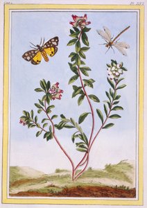 Le Petit arbousier des Alpes hegyi hanga, kocsma. 1776. alkotó: Pierre Joseph Buchoz