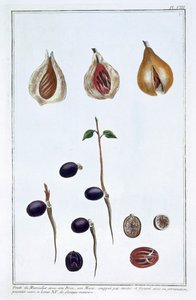 Szerecsendió, c1751-1807 alkotó: Pierre Joseph Buchoz