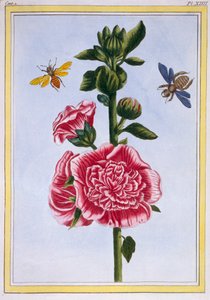 Passerose Hollyhock, kocsma. 1776. alkotó: Pierre Joseph Buchoz