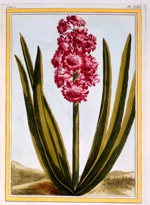 Royal Crimson, kocsma. 1776. alkotó: Pierre Joseph Buchoz