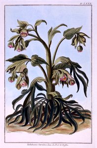 Büdös Hellebore alkotó: Pierre Joseph Buchoz