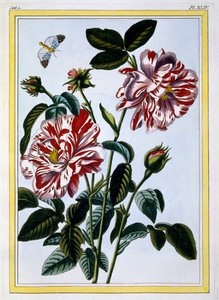 Anglia Tarka Rózsája, kocsma. 1776. alkotó: Pierre Joseph Buchoz