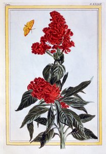 Különféle Amaranthus, pub. 1776. alkotó: Pierre Joseph Buchoz