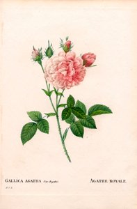 Agathe Royale rózsa, Rosa gallica fajta. Kézzel színezett rézmetszet, Pierre Joseph Redoute „Les Roses” Paris című művéből alkotó: Pierre Joseph Redouté