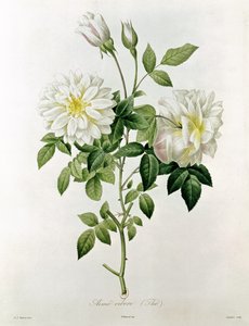 Aime Vibere (Tea) Eustache Hyacinthe Langlois (1777-1837) metszete alkotó: Pierre Joseph Redouté