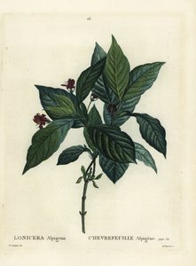 Alpesi lonc, Lonicera alpigena. Du Ruisseau kézzel színezett foltmetszet Pierre-Joseph Redoute illusztrációja nyomán Henri Louis Duhamel du Moncel Treat des Arbres et Shrustes című művéből, Párizs alkotó: Pierre Joseph Redouté