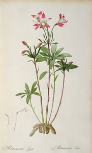 Alstraemeria Ligtu, Pierre Redoute "Les Liliacees" című kötetéből, 8 kötet, 1805-1616 között (színes metszet) alkotó: Pierre Joseph Redouté