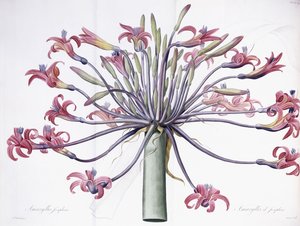 Amaryllis Josephina, 1802-1816 alkotó: Pierre Joseph Redouté