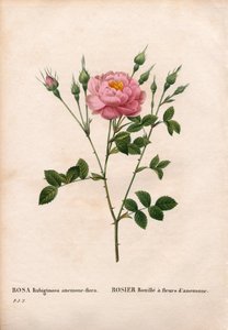 Kökörcsin virágú édes rózsa, Rosa rubiginosa fajta, Rózsa rozsda, kökörcsin virággal. Kézzel színezett rézmetszet, Pierre Joseph Redoute „Les Roses” Paris című művéből alkotó: Pierre Joseph Redouté