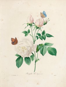 Bengáli Thé Hyménée, Victor metszetében, a „Legszebb virágok és legszebb gyümölcsök kiválasztása” című kötetből, 1. évf. I, 1827-33