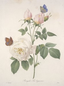 Bengáli Hymenal tea, a legszebb virágok és legszebb gyümölcsök válogatásából, 1827 (kézzel színezett foltgravírozás)