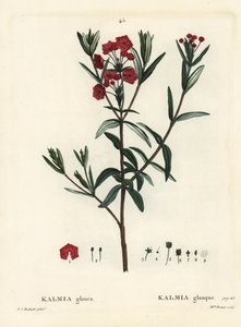 Mocsári babér, Kalmia polifolia (Kalmia glauca). Brenet kisasszony kézzel színezett pecsétmetszete Pierre-Joseph Redoute illusztrációja nyomán Henri Louis Duhamel du Moncel Treat des Arbres et Shrustes című művéből, Párizs alkotó: Pierre Joseph Redouté