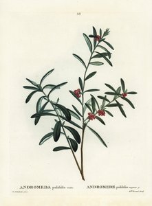 Mocsári rozmaring, Andromeda polifolia. Kézi színű foltmetszet Pierre-Joseph Redoute illusztrációja nyomán Henri Louis Duhamel du Monceau Treat des Arbres et Shrustes című művéből, Párizs alkotó: Pierre Joseph Redouté