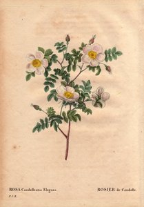 Botanikai tábla, virág, rózsafajta: De Candolle fehér rózsa vagy Rose de Candolle (Rosa candolleana elegans). Vadrózsa, amelyet Dél-Európában fedeztek fel, és 1819-ben De Candolle-nak nevezték el. Pierre Joseph Redoute (1759-1840) „” Les Roses” 2. kötetébe alkotó: Pierre Joseph Redouté