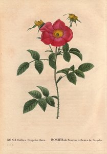 Botanikai tábla, virág, rózsafajta: Provin Rose Stapelia virágzással (Rosa Gallica Stapeliae flóra), valószínűleg kipusztult faj. Pierre Joseph Redoute (1759-1840) „Les Roses” 2. kötetében alkotó: Pierre Joseph Redouté