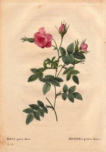 Botanical Board, Flower, Rose Variete: Rózsa kis virágokkal (Rosa parviflora vagy Rosa parviflora) Észak-Amerikából. Pierre Joseph Redoute (1759-1840) „Les Roses” 2. kötetében alkotó: Pierre Joseph Redouté