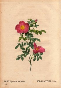 Botanikai tábla, virág, rózsafajta: A Cseresznye Eglantier (Rosa eglanteria sub rubra) repertórium Monsieur Vilmorin üvegházaiban, 1820 körül, és a sárga rózsa magvakból nyerték. A „Les Roses” 2. kötetében Pierre Joseph Redoute alkotó: Pierre Joseph Redouté