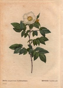 Botanikai tábla, virág, rózsa fajta: Leschenault rózsa (Rosa sempervirens Leschenaultiana). Monsieur Leschenault fedezte fel a Nilgiriben (vagy Nilagiriben vagy Nilgirisben), amelyet India Kék-hegységének is neveznek. A Tamil Nadu régióban, 1824 előtt. A „ alkotó: Pierre Joseph Redouté