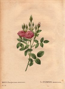 Botanical Board, Flower, Rose Variete: A „Rose de Meaux” (Rosa Pomponiana muscosa) csillogó pomponját egy nyugat-angliai kertben fedezték fel 1801 körül. Pierre Joseph Redoute „” Les Roses” 2. kötetében ( 1759-1840) alkotó: Pierre Joseph Redouté