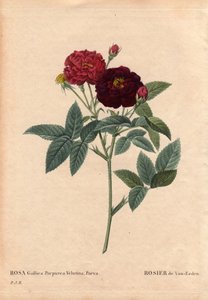 Botanikai tábla, virág, rózsafajta: Van Eeden Rose (Rosa Gallica Purpurea Velutina Parva). Hollandiában termesztette Van Eeden 1810 előtt. Pierre Joseph Redoute (1759-1840) „” Les Roses” 2. kötetében alkotó: Pierre Joseph Redouté
