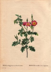 Botanikai tábla, virág, rózsafajta: Nagyon tüskés rozsdarózsa (Rosa rubiginosa aculeatissima). Magvakból szerezték be, és Du Pont panírozta 1810 körül. Pierre Joseph Redoute (1759-1840) „” Les Roses” 2. kötetében alkotó: Pierre Joseph Redouté
