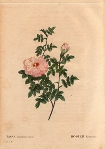 Botanikai tábla, virág, rózsa fajta: Rose Ventenat. (Rosa ventenatiana), ismeretlen eredetű. Pierre Joseph Redoute (1759-1840) „Les Roses” 2. kötetében alkotó: Pierre Joseph Redouté