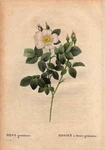 Botanikai tányér, virág, rózsa fajta: drágakővirágú rózsa. (Rosa geminata). Rau professzor fedezte fel Wurzburg közelében, Németországban 1820 előtt. Pierre Joseph Redoute (1759-1840) „” Les Roses” 2. kötetében alkotó: Pierre Joseph Redouté