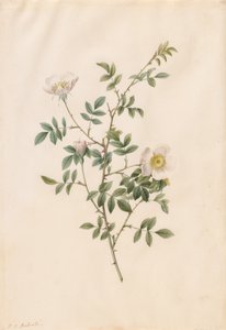 Brier Bush Rose vagy Dog Rosea (Rosa Sepium Rosea) alkotó: Pierre Joseph Redouté