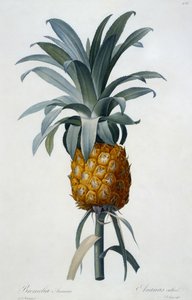 Bromelia Ananas (kézzel színezett metszet) alkotó: Pierre Joseph Redouté