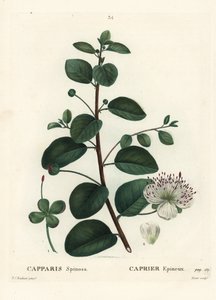 Kapribogyó, Capparis spinosa. Moret kézzel színezett foltmetszet Pierre-Joseph Redoute illusztrációja nyomán Henri Louis Duhamel du Moncel Treat des Arbres et Shrustes című művéből, Párizs alkotó: Pierre Joseph Redouté