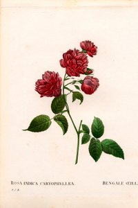 Carnation China rose, Rosa chinensis fajta, The Bengal Carnation Carnation. Kézzel színezett rézmetszet, Pierre Joseph Redoute „Les Roses” Paris című művéből alkotó: Pierre Joseph Redouté