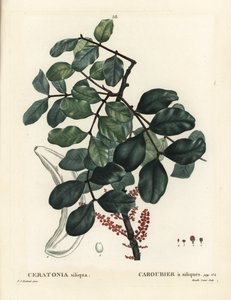 Szentjánoskenyérfa vagy szentjánoskenyér, Ceratonia siliqua. Mixelle l