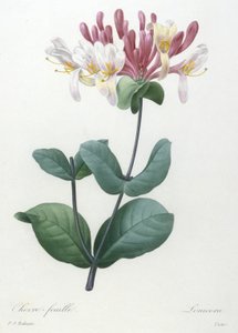 Chevre-feuille, a legszebb virágok és legszebb gyümölcsök válogatásából, 1827 (kézzel színezett foltmetszet)