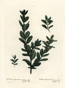 Közönséges ládás, európai ládás vagy puszpáng, Buxus sempervirens (gigantea, heterophylla és leptophylla). Kézzel színezett foltmetszet Pierre-Joseph Redoute illusztrációja nyomán Henri Louis Duhamel du Monceau Treat des Arbres et Shrustes című művéből, Pá alkotó: Pierre Joseph Redouté