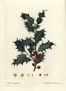 Közönséges magyal, Ilex aquifolium. Kézzel színezett foltmetszet Pierre-Joseph Redoute illusztrációja nyomán Henri Louis Duhamel du Monceau Treat des Arbres et Shrustes című művéből, Párizs alkotó: Pierre Joseph Redouté