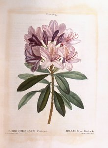 Közönséges rododendron (Rhododendron ponticum), Henry Louis Duhamel du Monceau, Pierre Joseph Redouté botanikai lemeze alkotó: Pierre Joseph Redouté