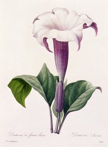 Dature Laevis (színes metszet) alkotó: Pierre Joseph Redouté