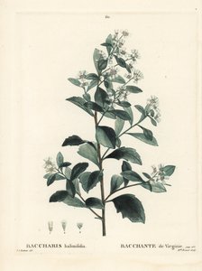 Keleti baccharis, ürge bokor, tengeri mirtusz vagy sóbokor, Baccharis halimifolia. Brenet kisasszony kézzel színezett pecsétmetszete Pierre-Joseph Redoute illusztrációja nyomán Henri Louis Duhamel du Moncel Treat des Arbres et Shrustes című művéből, Párizs alkotó: Pierre Joseph Redouté