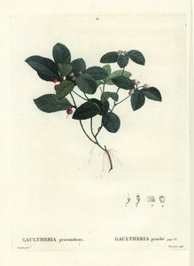 Keleti teabogyó, cseresznye vagy buksza, Gaultheria procumbens. Tassaert kézzel színezett foltmetszet Pierre-Joseph Redoute illusztrációja nyomán Henri Louis Duhamel du Moncel Treat des Trees et Shrustes című művéből, Párizs alkotó: Pierre Joseph Redouté